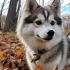 FAQs about Pomsky Sale