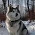 FAQs about Pomsky Puppies for Sale in Indiana