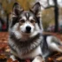 Pomsky En Adopción: Encuentra Tu Compañero Perfecto Hoy