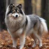 Pomsky Elevage: Tips for Finding the Right Breeder