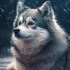 FAQs about Siberian Husky Pomsky