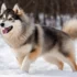 Pomsky Eskimo Mix: Understanding the Unique Traits and Characteristics