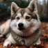 Pomsky Puppies en Mexico: Finding the Right Breeder