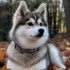 Pomsky Breeders in Europe: Where to Find Your Furry Companion