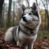 Do Pomskies Shed? Shedding and Allergies Explained