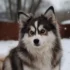 Meeting the Exercise Needs of Your Pomsky: Tips and Tricks