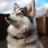 F1b Pomskies: All You Need to Know about this Generation