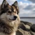 FAQs about Pomsky Corgi Mix