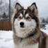 Understanding F2B Pomsky: Appearance, Temperament and Breeding Standards