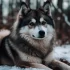 Pomsky F3B: Understanding Pomsky Mixes