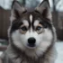 Understanding F2B Pomsky: Appearance, Temperament and Breeding Standards