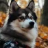 Pomsky Fake: How to Avoid Scams and Find a Genuine Pomsky Breeder
