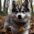 Pomsky F4: Understanding the Traits of this Unique Hybrid