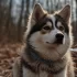 Pomsky : Tout ce que vous devez savoir sur cette race