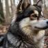 Pomsky F3B: Understanding Pomsky Mixes