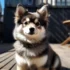 Pomsky Feeding Chart: How to Ensure Proper Nutrition