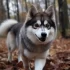 Pomsky for Adoption in NC: Find Your Furry Friend Today