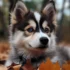 Pomskies for Sale in Portland, Oregon: Find Your Perfect Furry Companion