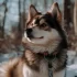 Pomskies for Sale in Montreal: Find Your Furry Friend