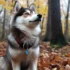 Pomsky Fox Dog: Understanding this Adorable Hybrid Mix