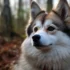 Pomsky Fox Puppy: What to Know About This Adorable Mix