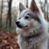 Pomsky Fox Dog: Understanding this Adorable Hybrid Mix