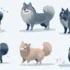 Capital Pomsky: The Ultimate Guide To Owning A Pomsky