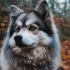 Pomsky breeders in France: Where to find your perfect Pomsky companion