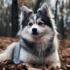 Pomsky Full Grown Age: When Do Pomskies Reach Adulthood?