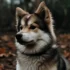 FAQs about Pomsky Chon