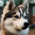 Pomsky Full Grown Size and Weight: What You Need to Know