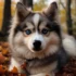 Full Grown Pomsky Pictures: See How These Adorable Dogs Look as Adults