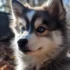 Pomsky Full Grown White: Appearance and Personality Traits Revealed