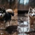 Pomsky Full Grown Size and Weight: What to Expect