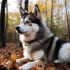 Pomsky Full Grown Video: See the Adorable Size and Appearance of this Designer Breed