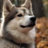 F2B Pomsky: Understanding The Size And Appearance Of This Designer Breed