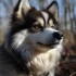 Pomsky Full Grown Size and Weight: What to Expect