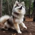 Pomsky Full Grown Price: How Much Does a Pomsky Cost?