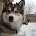 Pomsky breeders in France: Where to find your perfect Pomsky companion