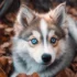 FAQs about Pomsky Breed