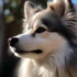 Pomsky Generation 2: What You Need to Know About the Second-Generation Pomskies