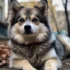 Pomsky Puppies for Sale in Georgia: Finding a Reputable Breeder
