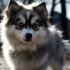 Everything You Need to Know About the Pomsky Corgi Mix