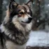 Find Your Perfect Pomsky Puppy In Colorado