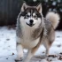 Pomsky size and appearance: What to expect from a fully grown Pomsky