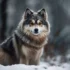 Pomsky Puppies For Sale In Iowa: Find Your Perfect Companion