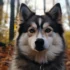 Pomsky Greenfield: Finding the Perfect Breeder for Your Furry Friend