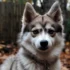 Pomsky Grande: Understanding the Size and Appearance of this Popular Mix Breed