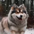 Pomsky Grown Up Size: What to Expect as Your Puppy Grows