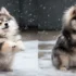How Much Do Pomskies Shed? A Guide To Pomsky Shedding And Allergies